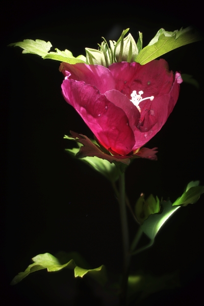 Hibiskus